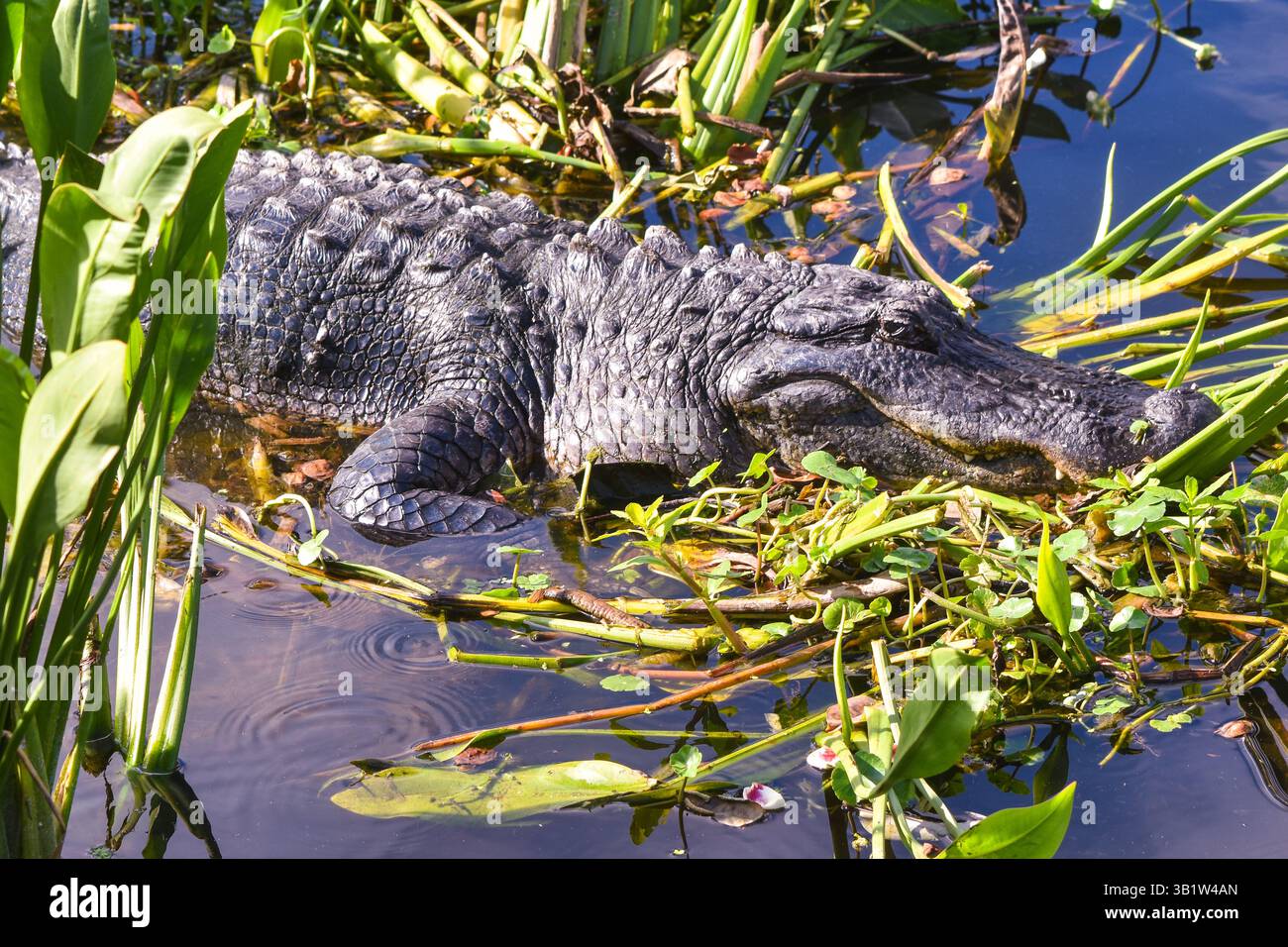 Alligator in swamp vegetation