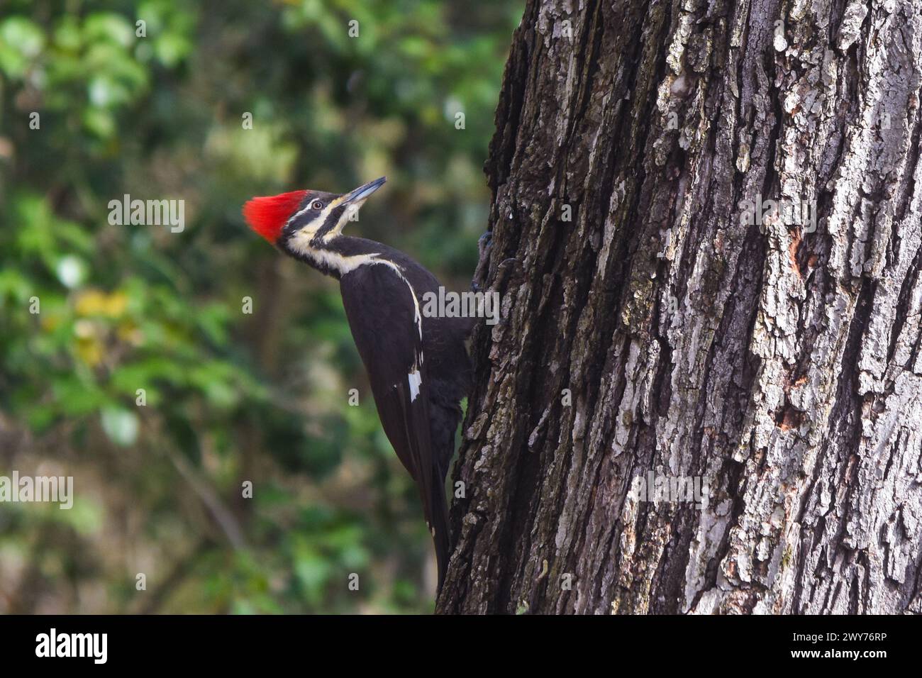 Pileated woodpecker on a tree trunk