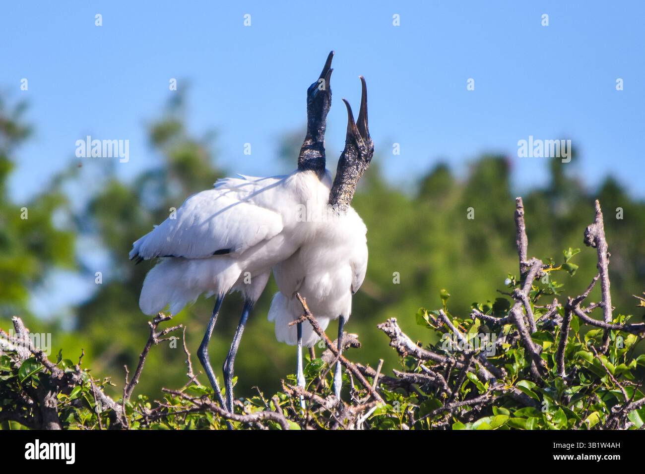 Two wood storks crowing from their nest