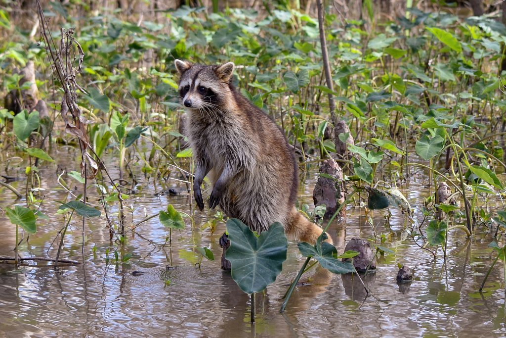 Raccoon in the Louisiana swamps