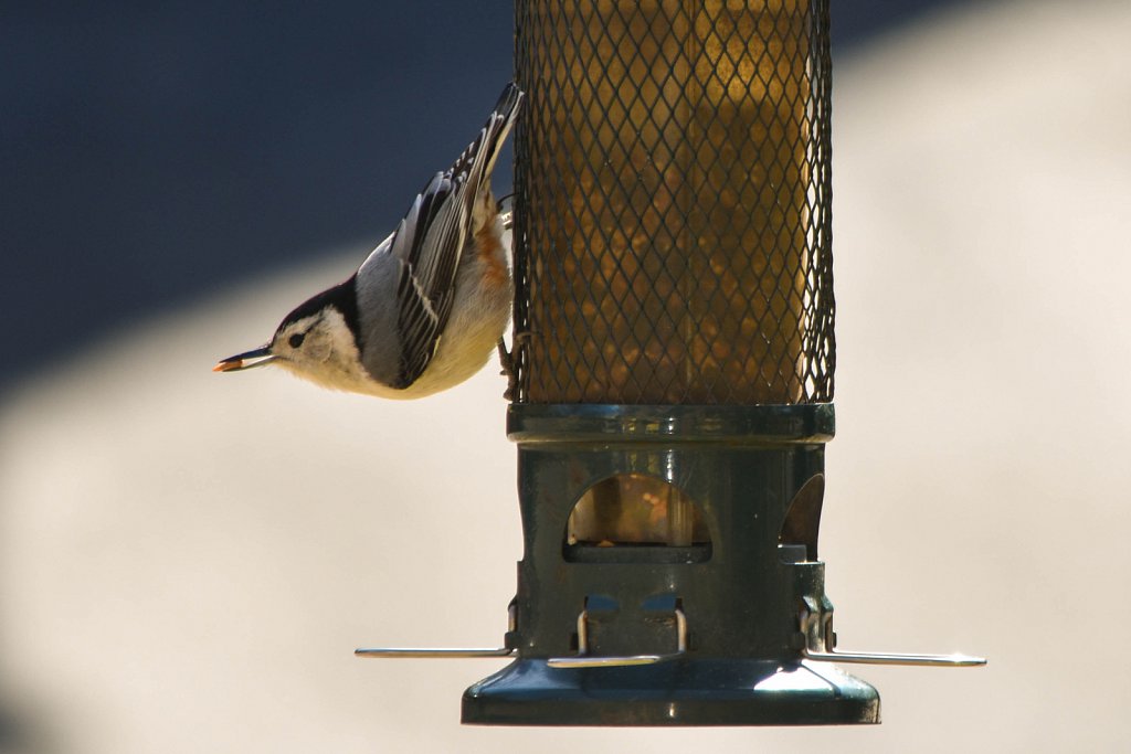 White breasted nuthatch. 