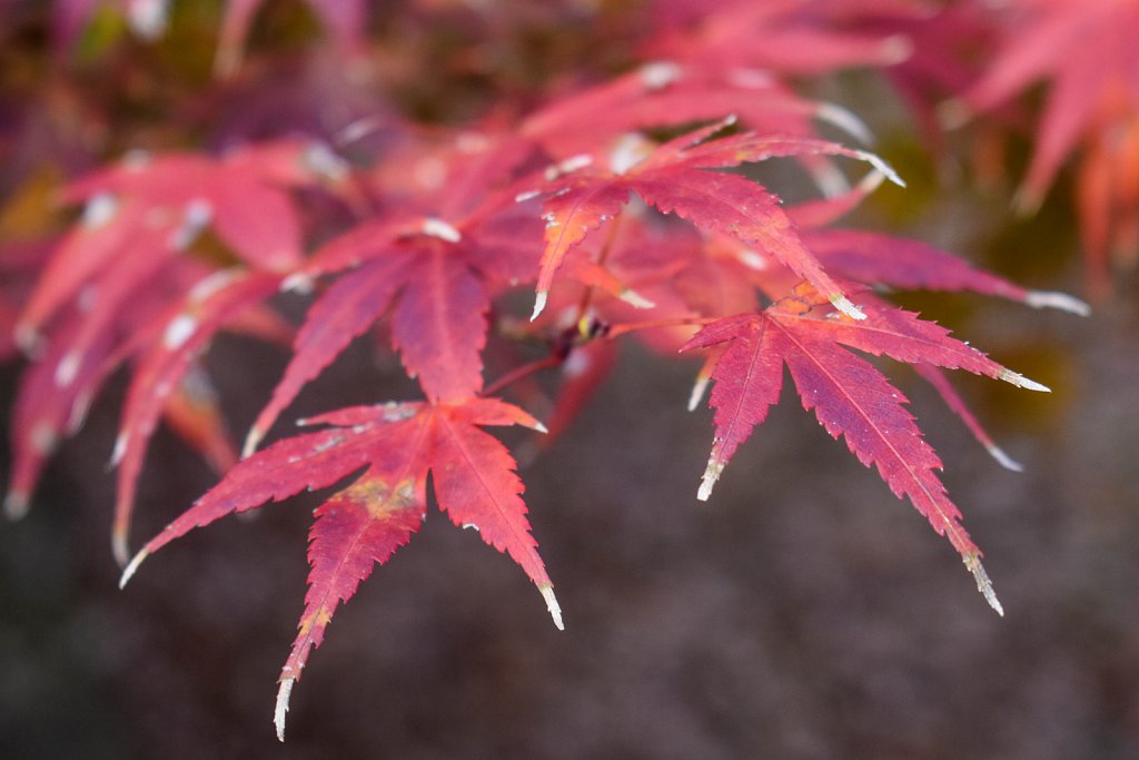 Late season leaf color
