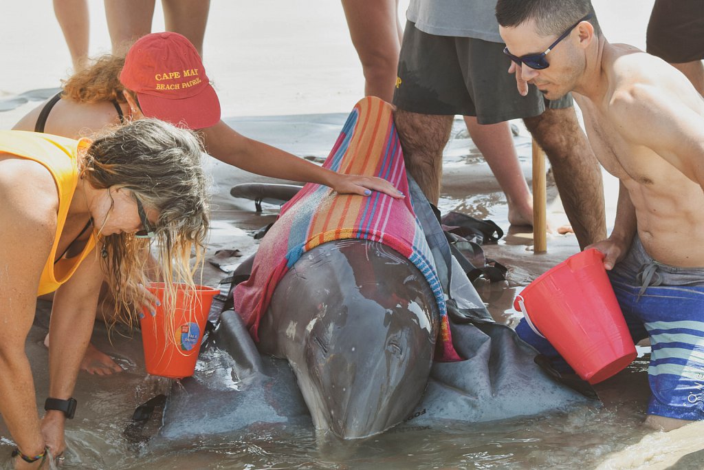 Saving a beached dolphin