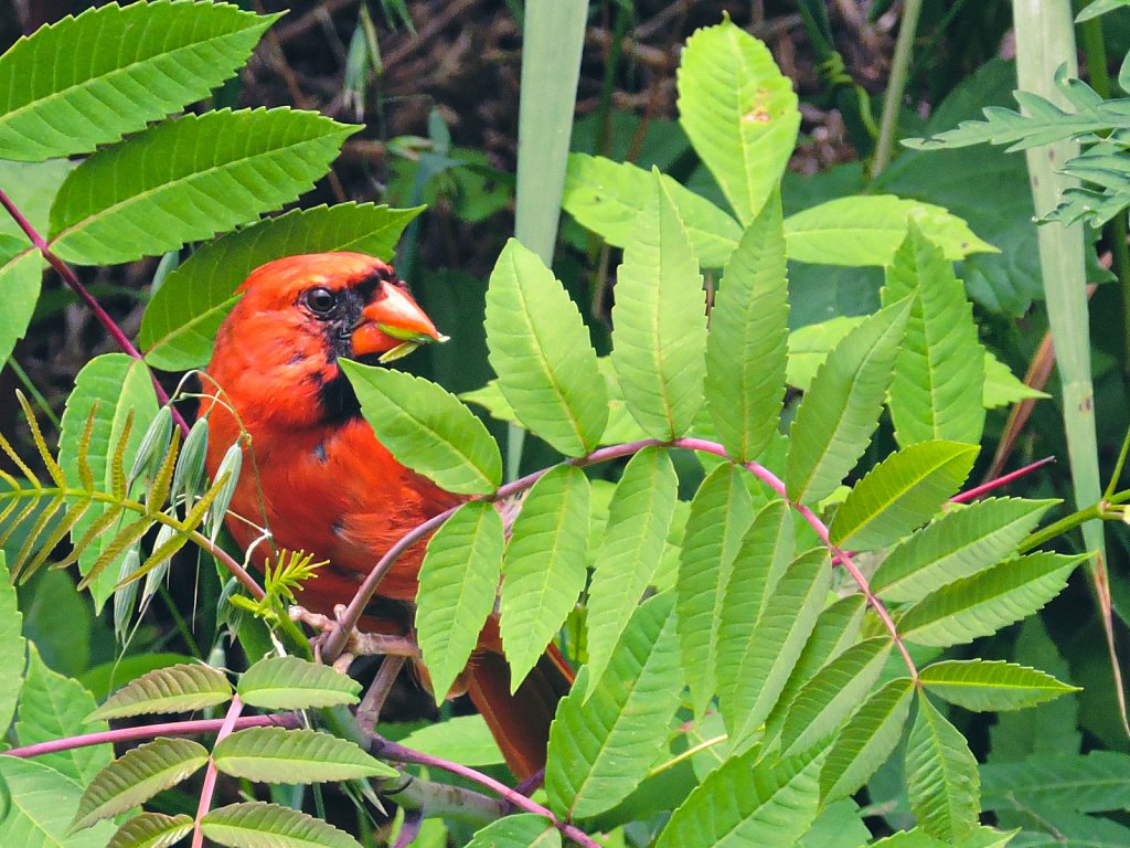 Hungry cardinal