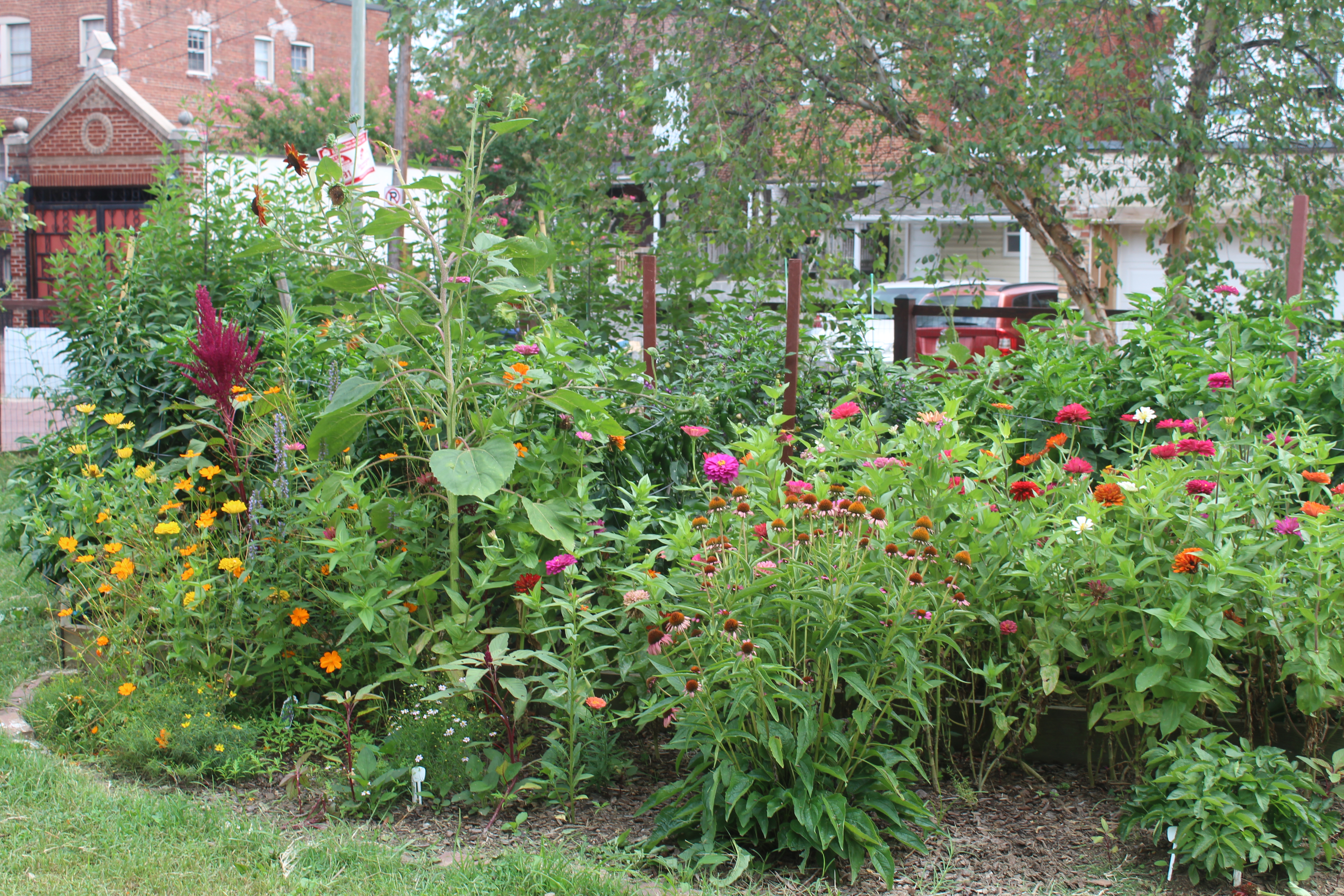 Flowers in the garden