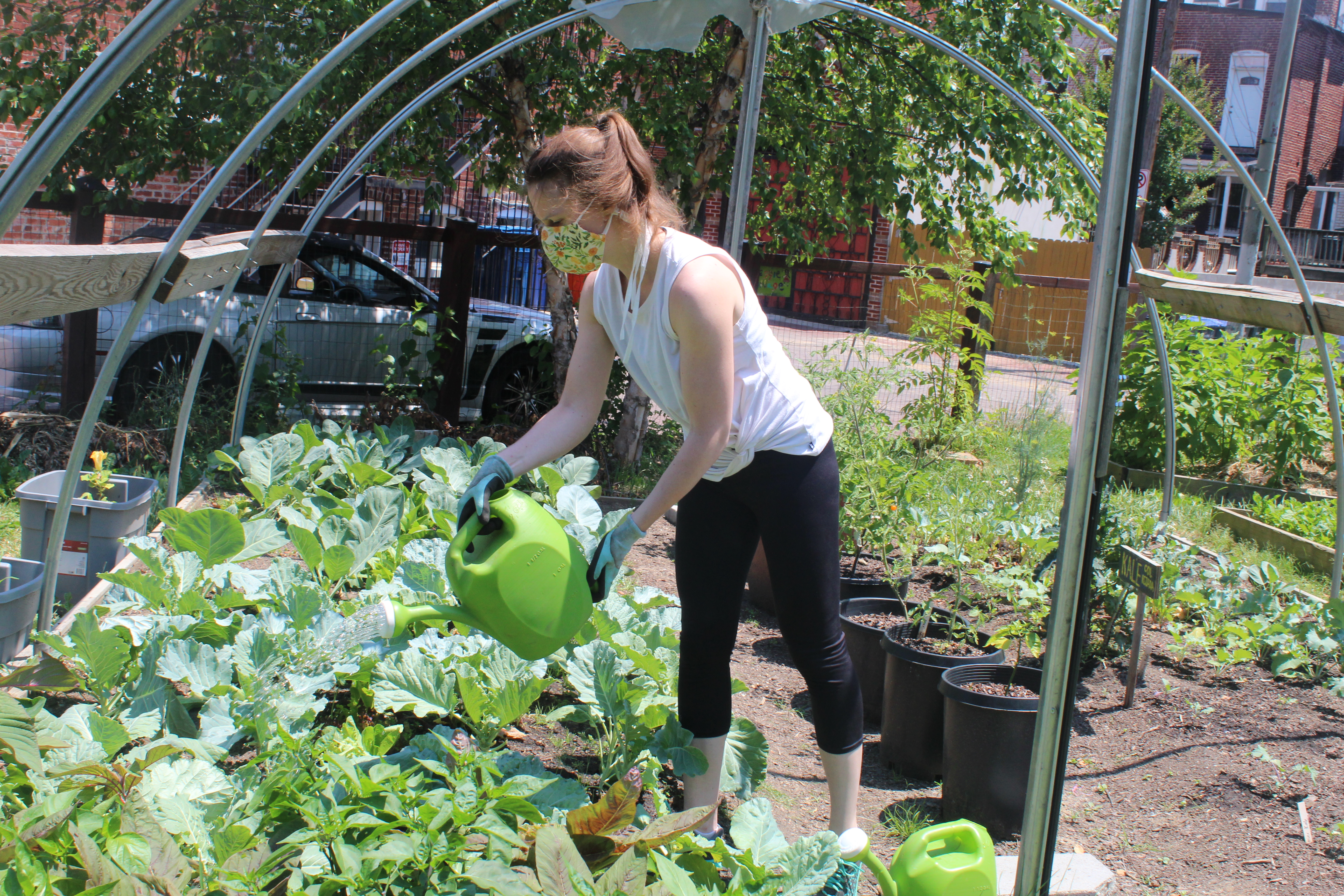 Worker watering plant crops