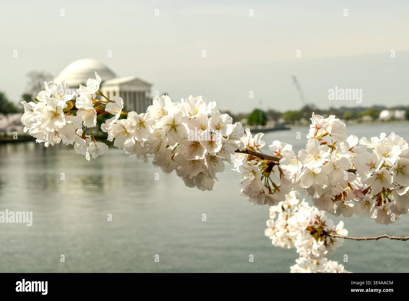 Photo of white cherry blossoms with Jefferson Memorial in background