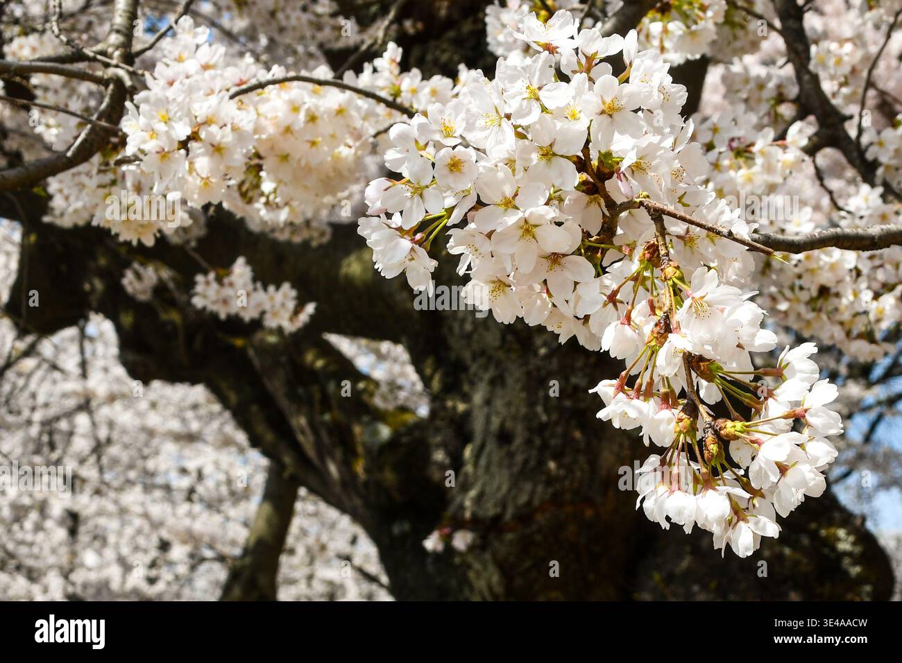 Close-up photo of white cherry blossoms